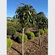 Magnolia Kay Parris – Standard gallery detail image