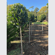 Ilex Largo – Standard gallery detail image