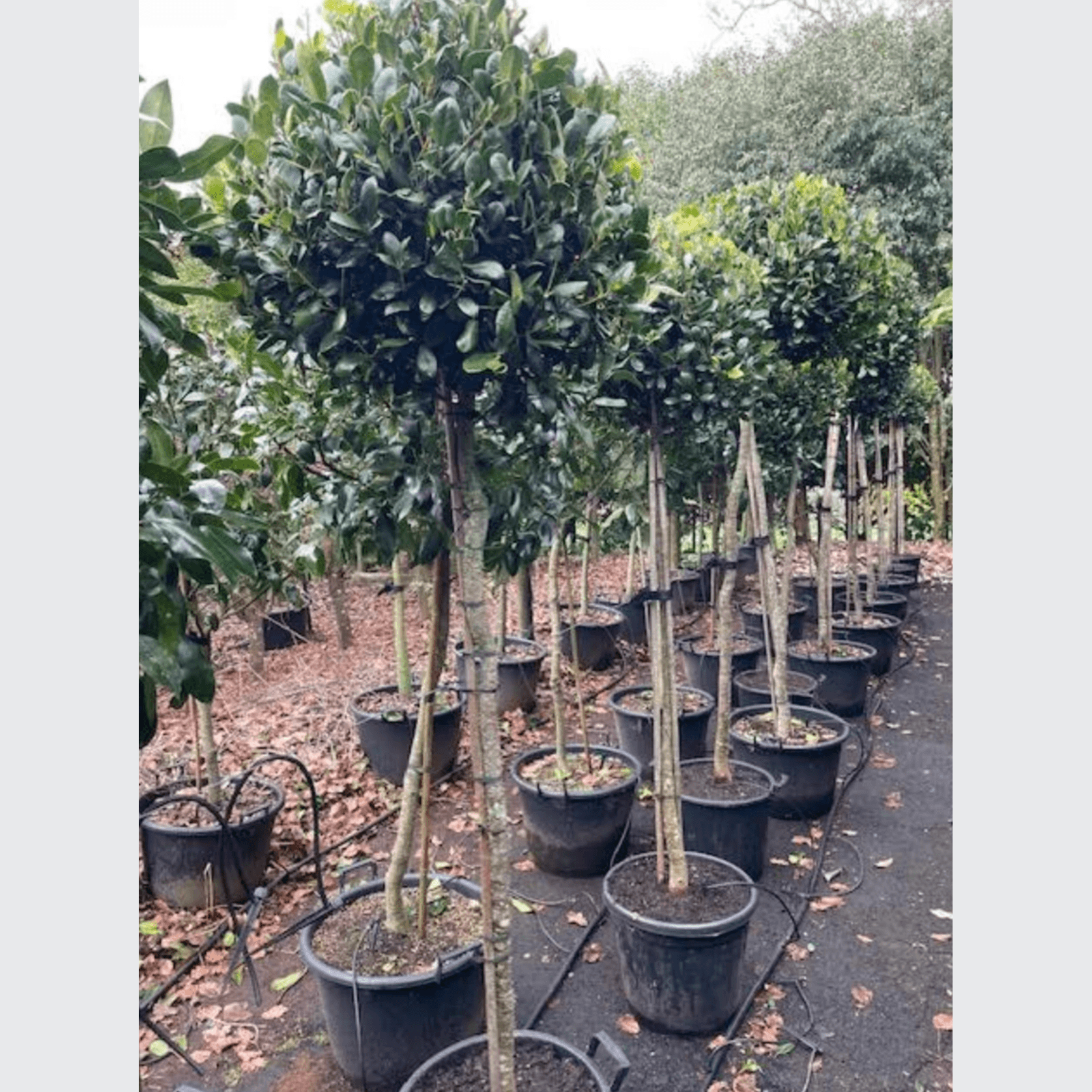 Ilex Largo – Standard gallery detail image