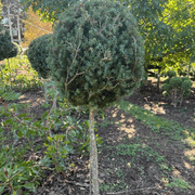 Podocarpus Matapouri Blue – Standard gallery detail image