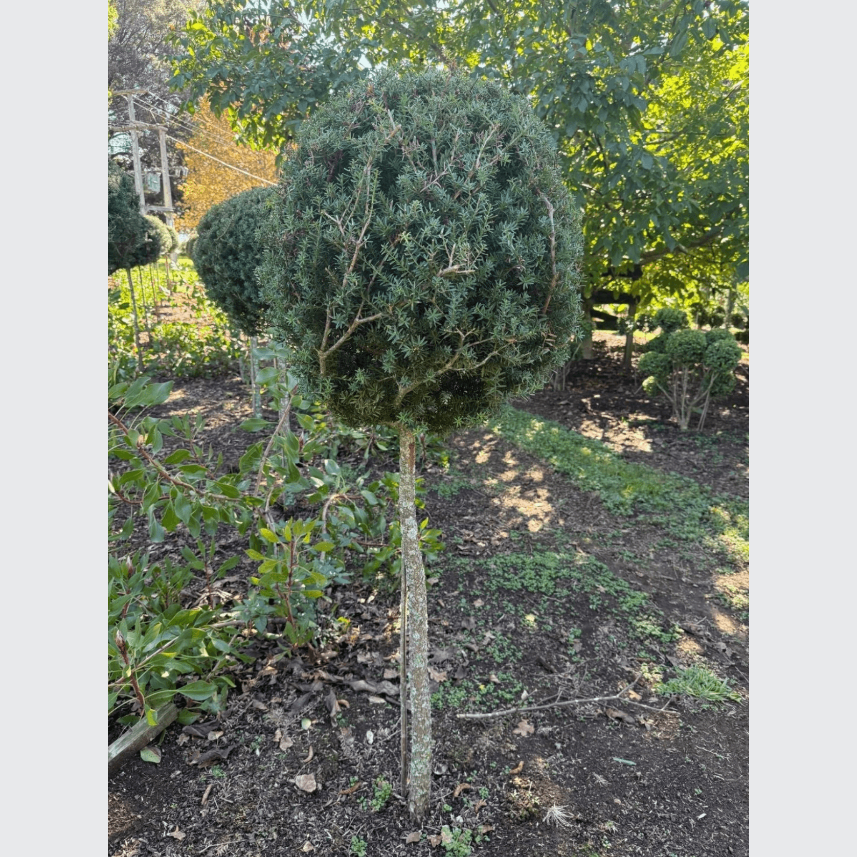 Podocarpus Matapouri Blue – Standard gallery detail image