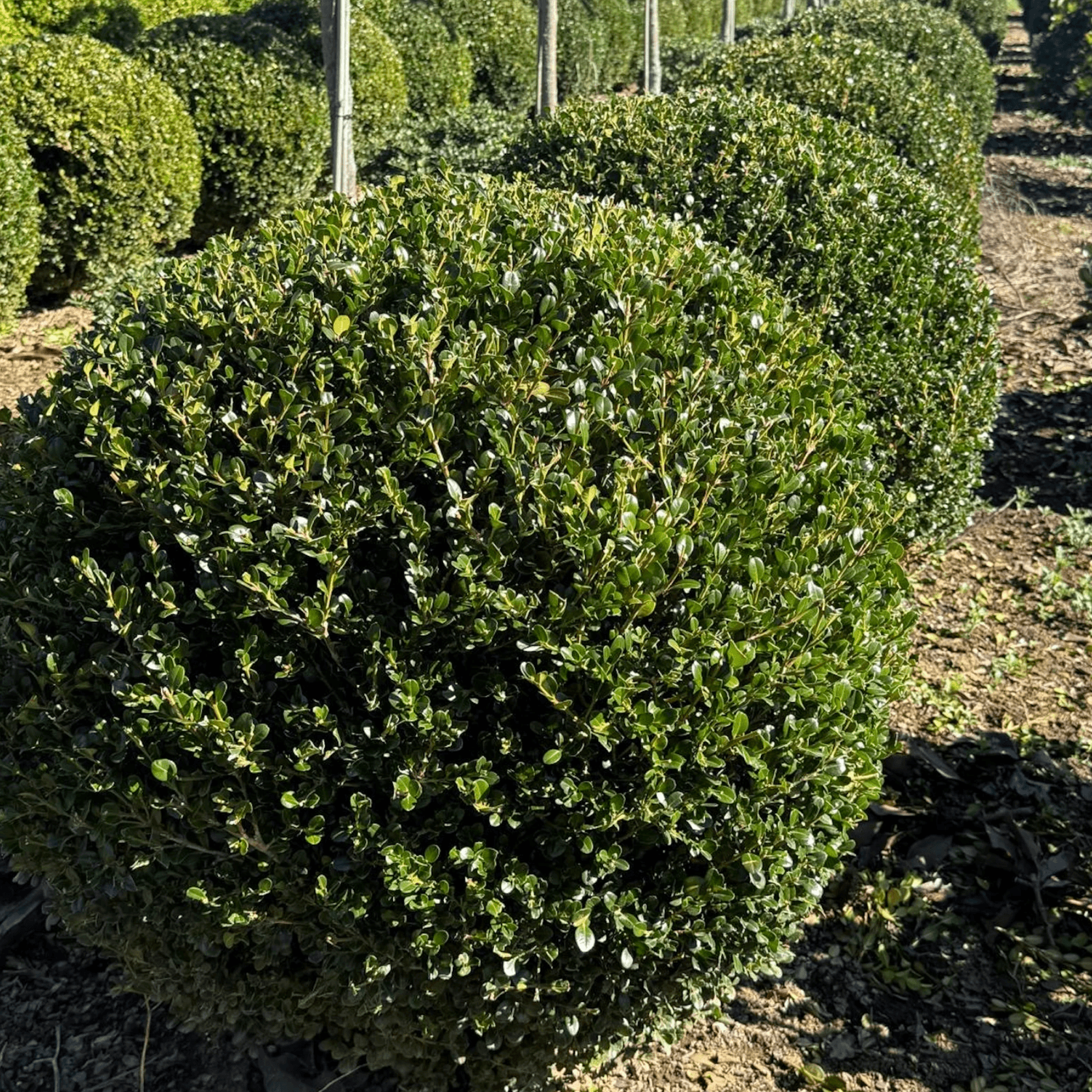 Buxus Green Gem – Globe gallery detail image