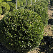 Buxus Green Gem – Globe gallery detail image