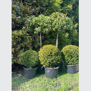 Buxus Green Gem – Globe gallery detail image