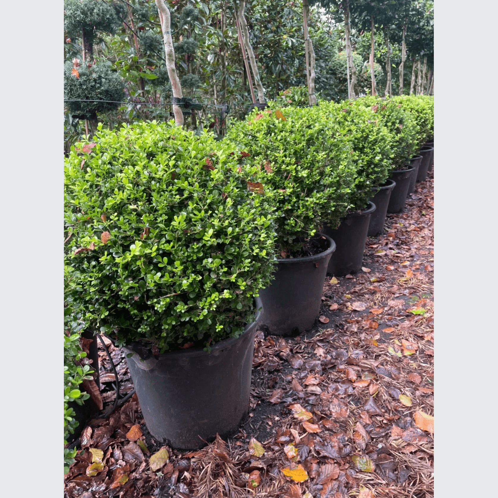 Buxus Microphylla – Globe gallery detail image
