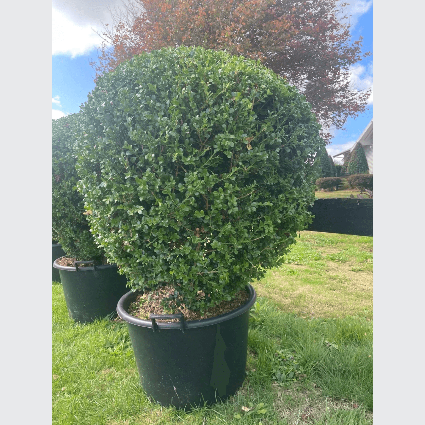 Buxus Microphylla – Globe gallery detail image