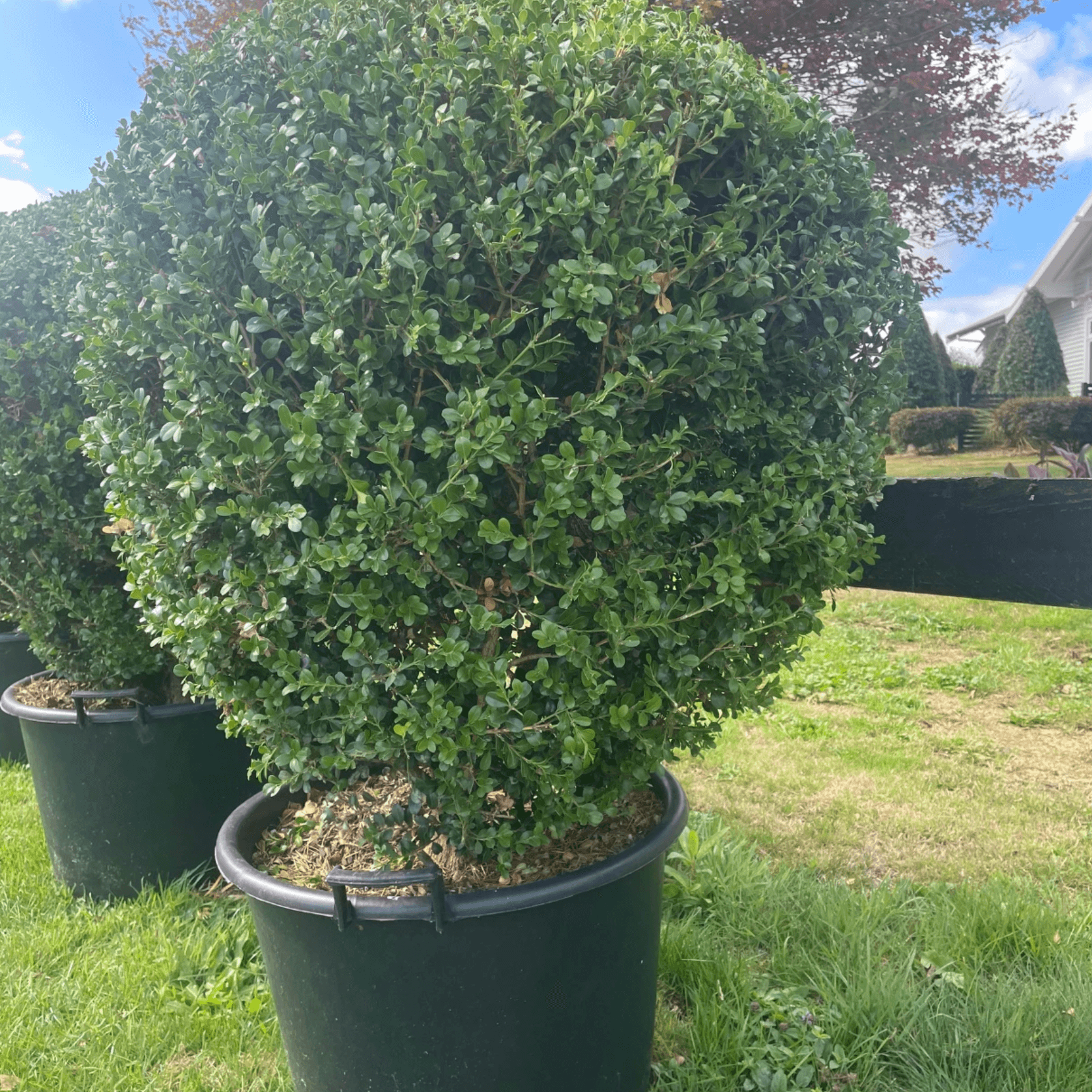 Buxus Microphylla XL – Globe gallery detail image