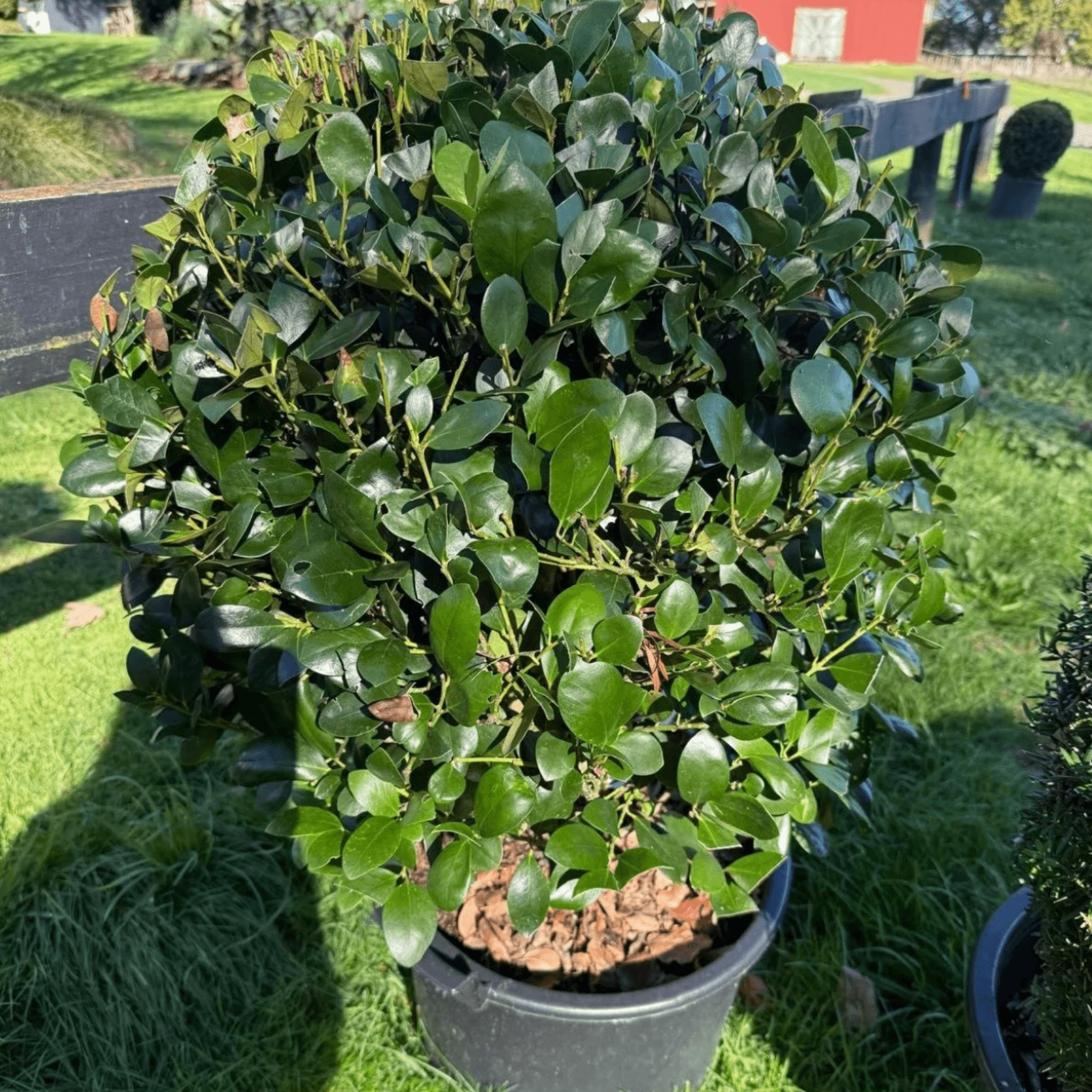 Ilex Largo – Globe gallery detail image