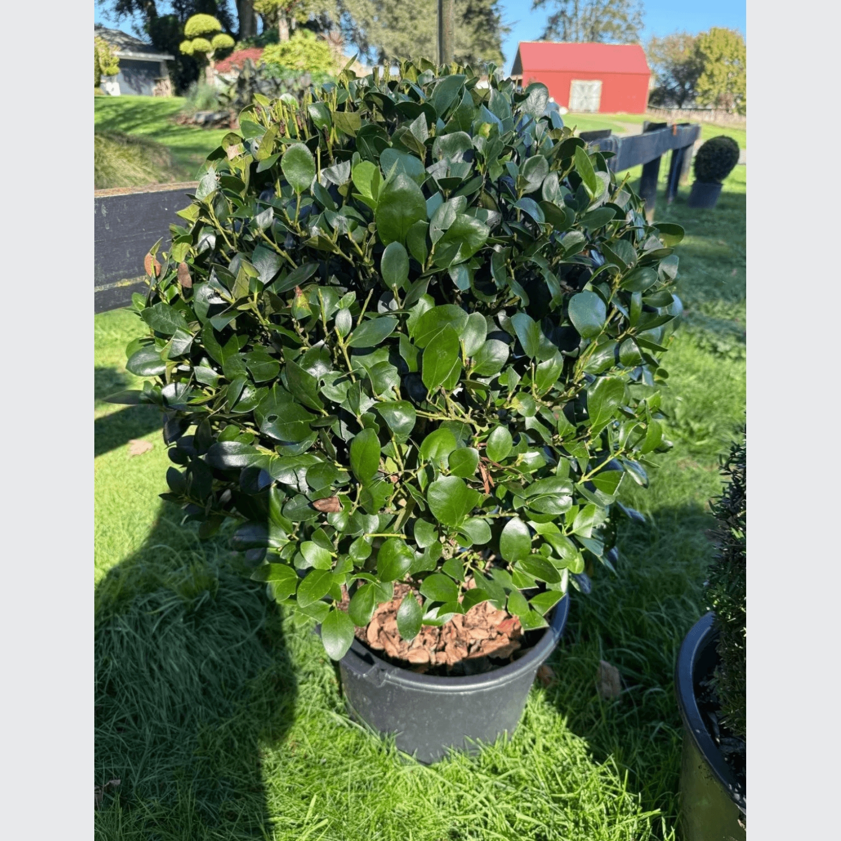 Ilex Largo – Globe gallery detail image