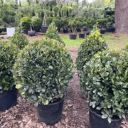 Ilex Largo – Globe gallery detail image