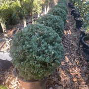 Podocarpus Matapouri Blue – Globe gallery detail image
