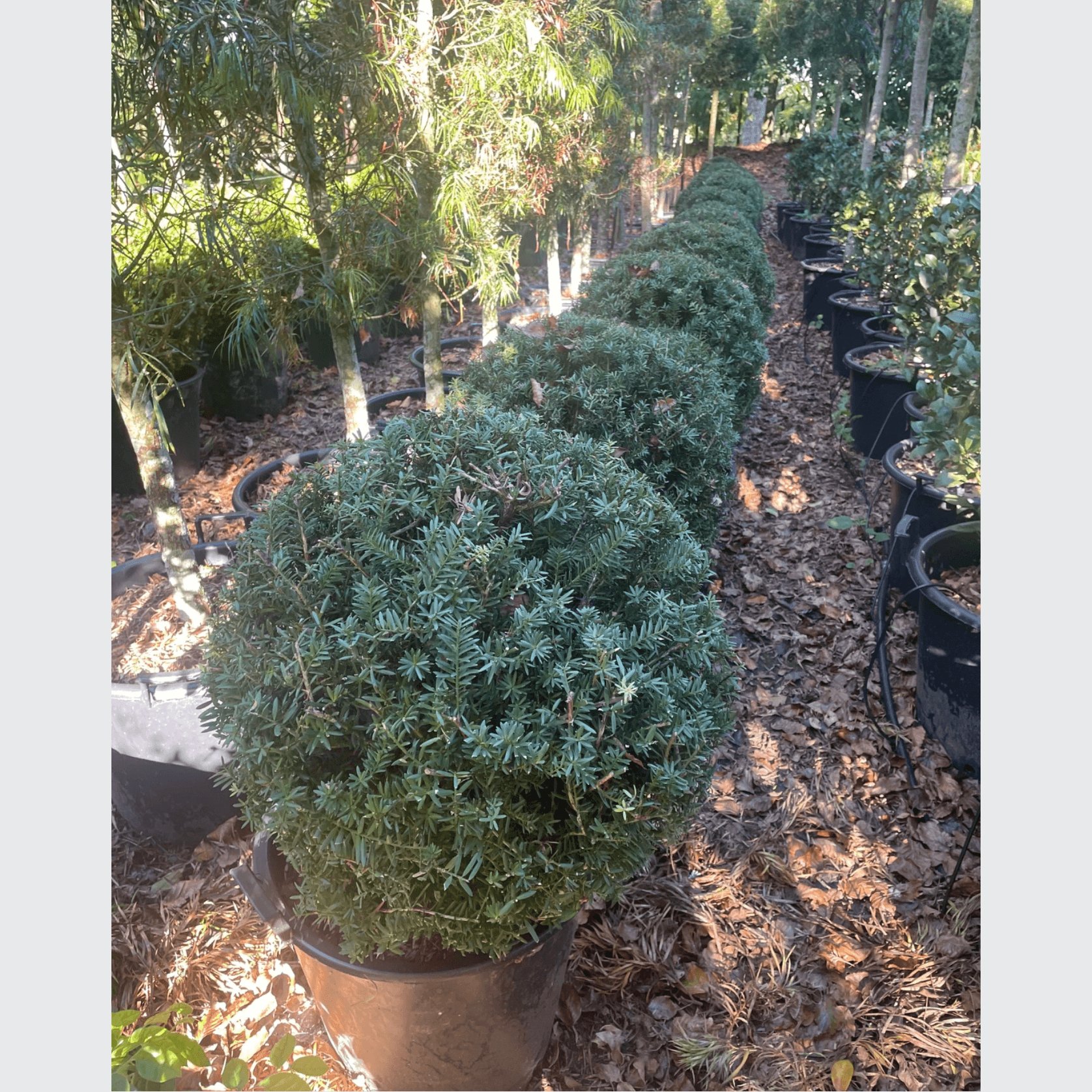 Podocarpus Matapouri Blue – Globe gallery detail image