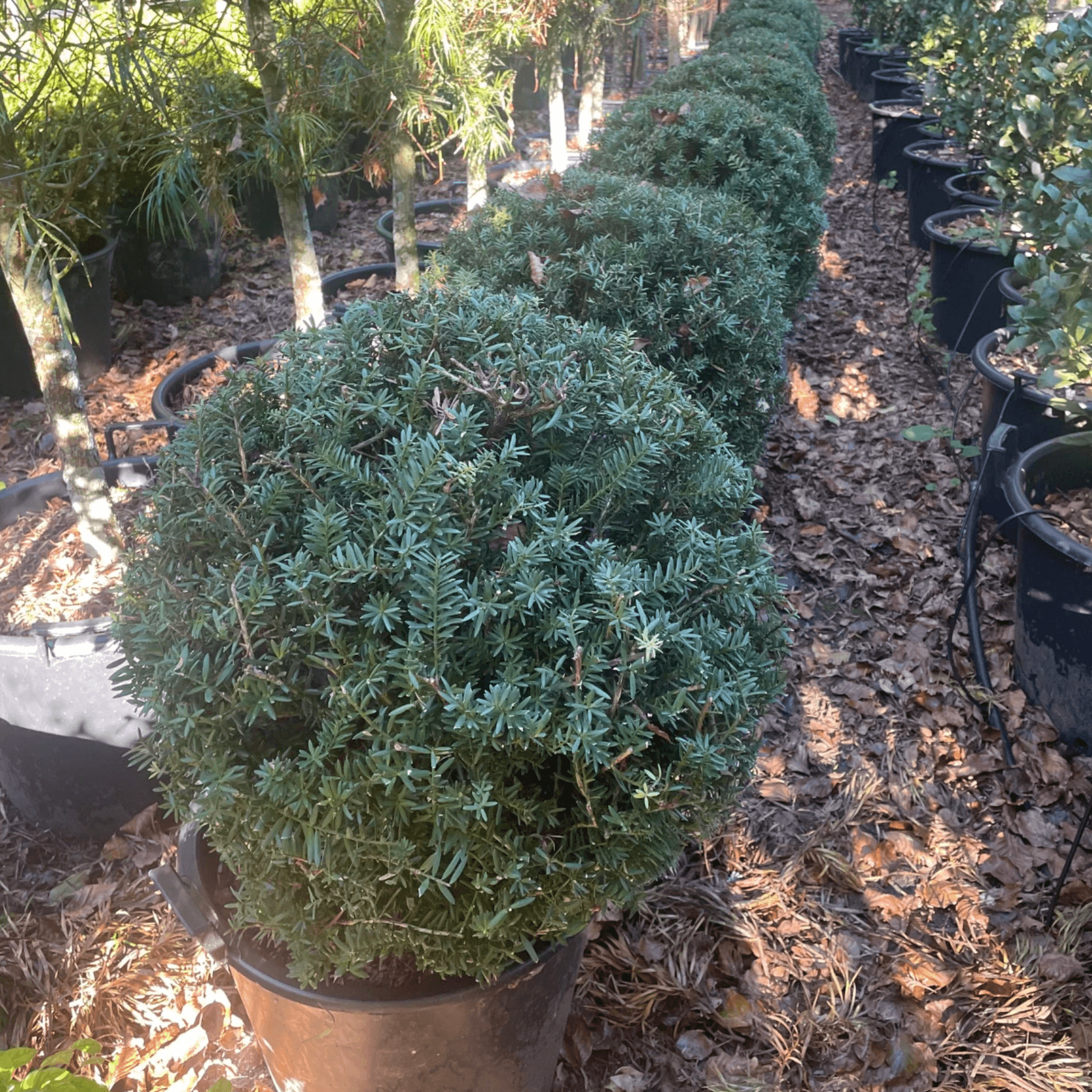 Podocarpus Matapouri Blue – Globe gallery detail image
