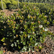 Raphiolepis Cosmic White – Globe gallery detail image