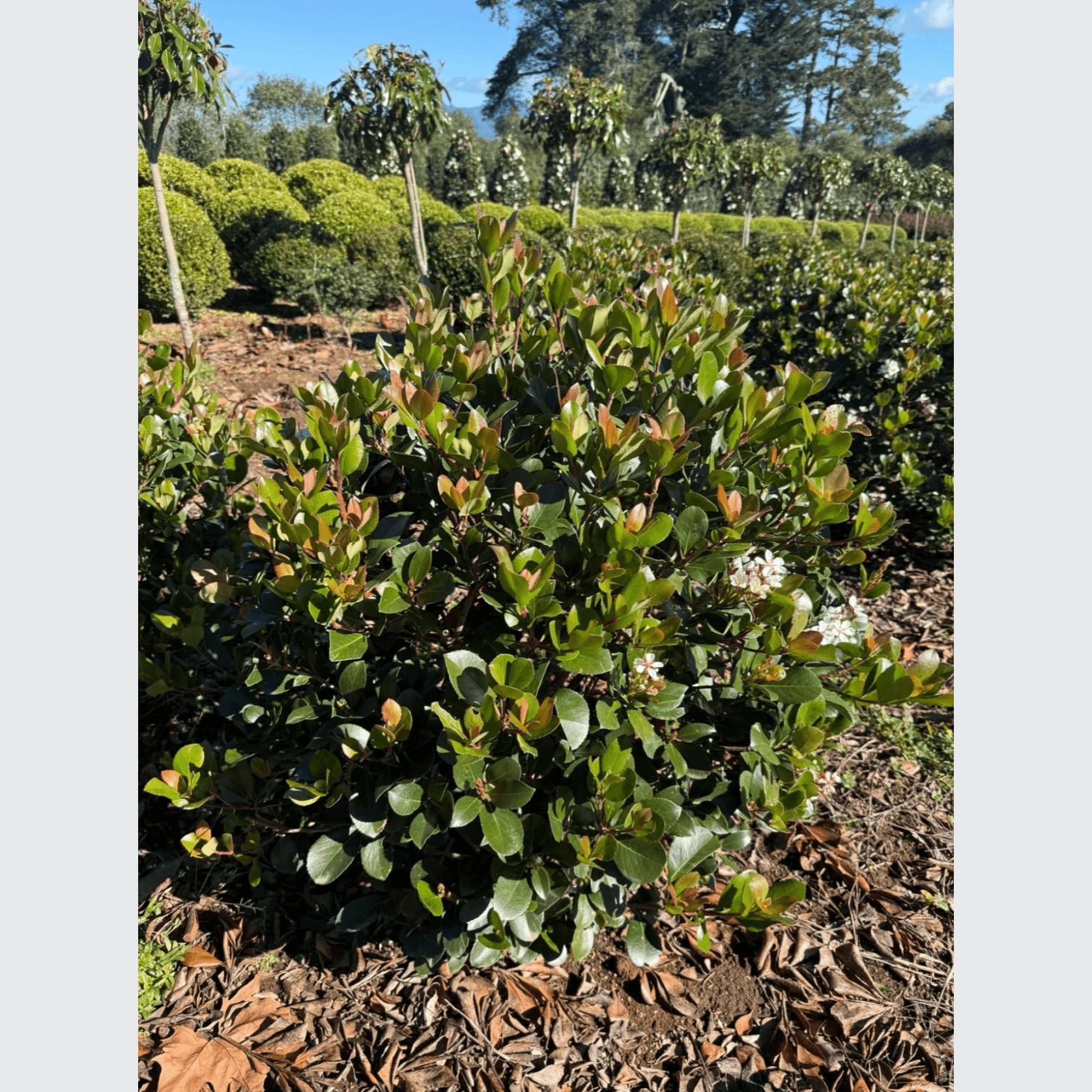 Raphiolepis Cosmic White – Globe gallery detail image