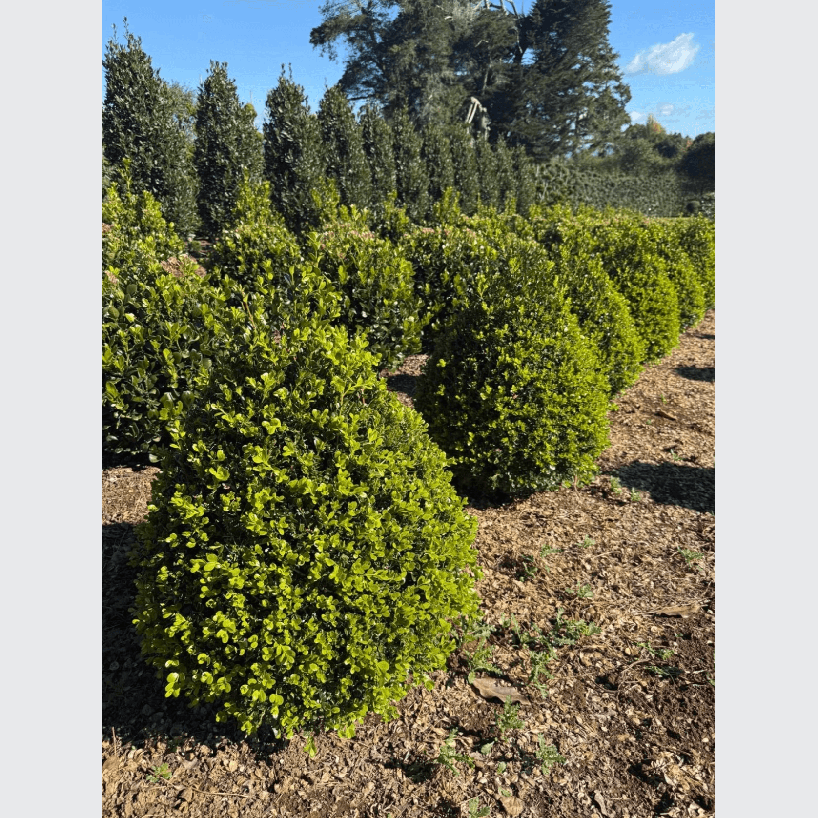 Buxus Green Gem – Cone gallery detail image