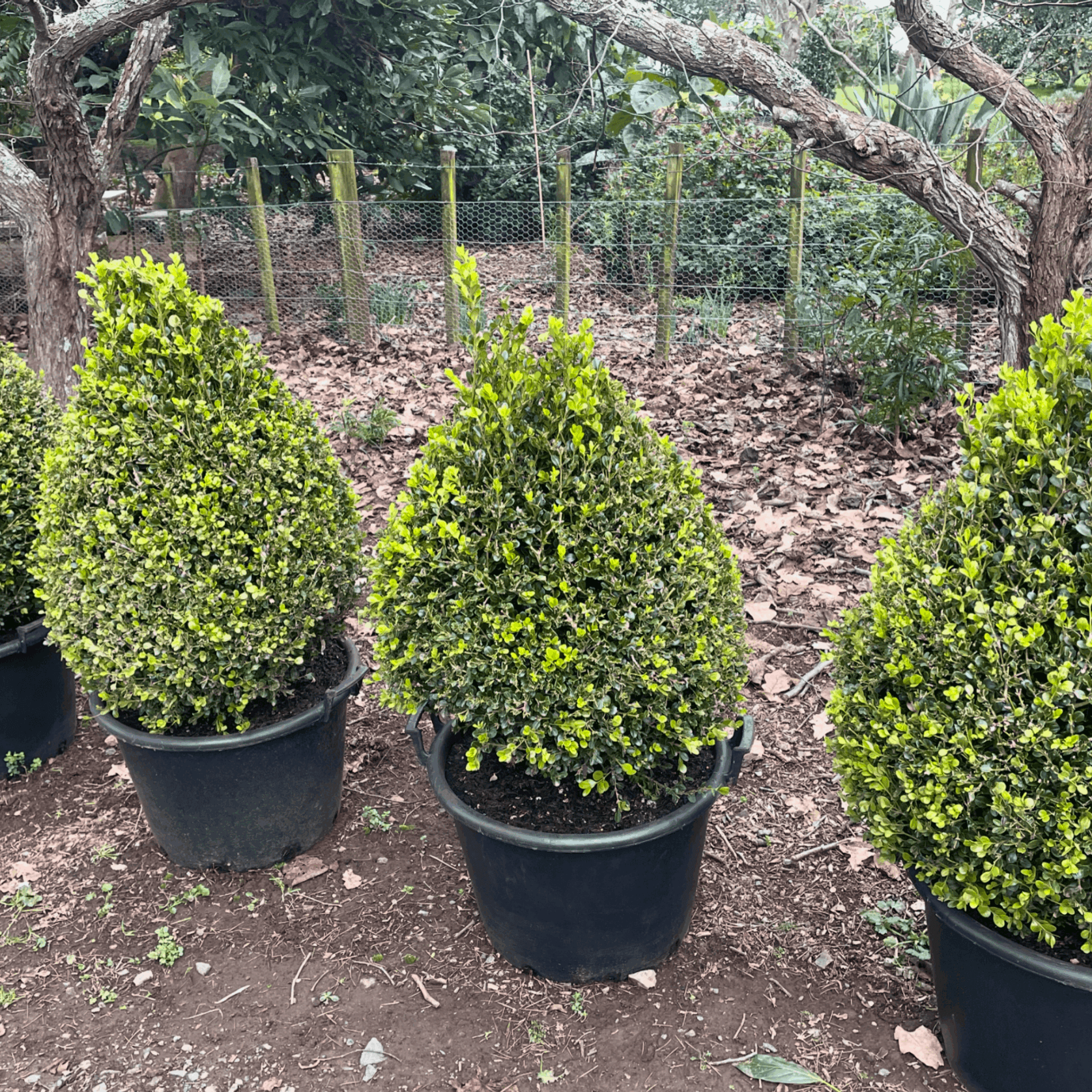 Buxus Green Gem – Cone gallery detail image