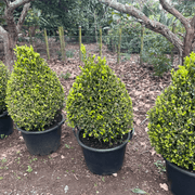 Buxus Green Gem – Cone gallery detail image