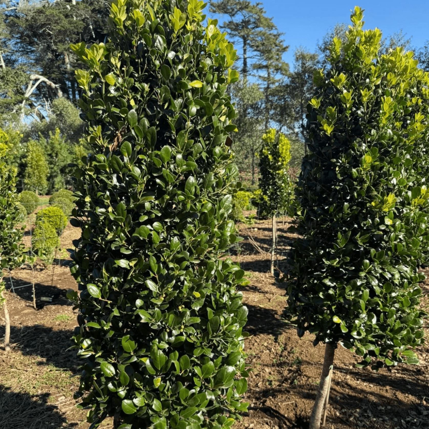 Ilex Largo, Short Stem – Cone gallery detail image
