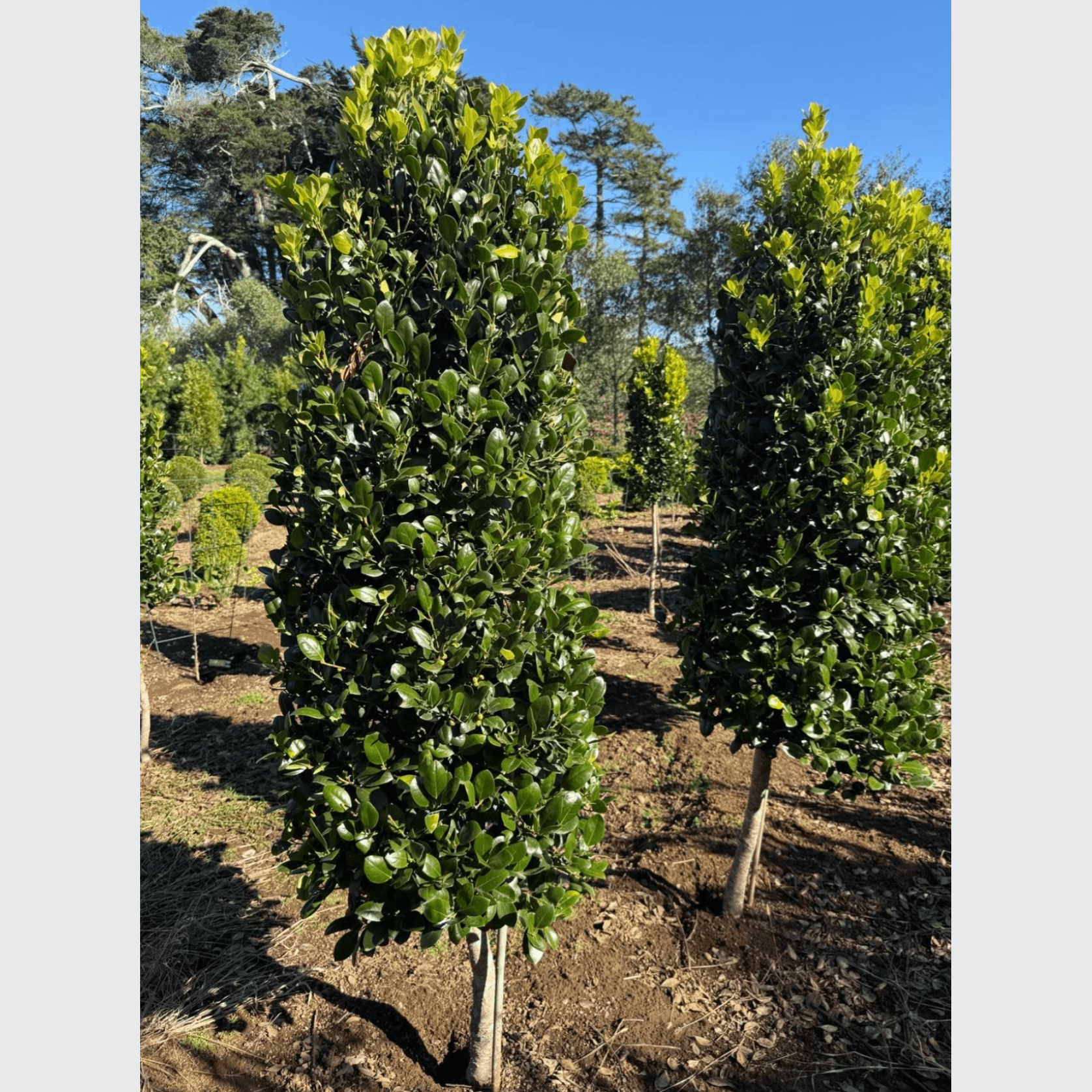 Ilex Largo, Short Stem – Cone gallery detail image
