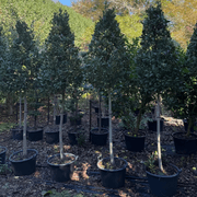 Laurus Nobilis - Cone gallery detail image