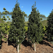 Laurus Nobilis – Cone gallery detail image
