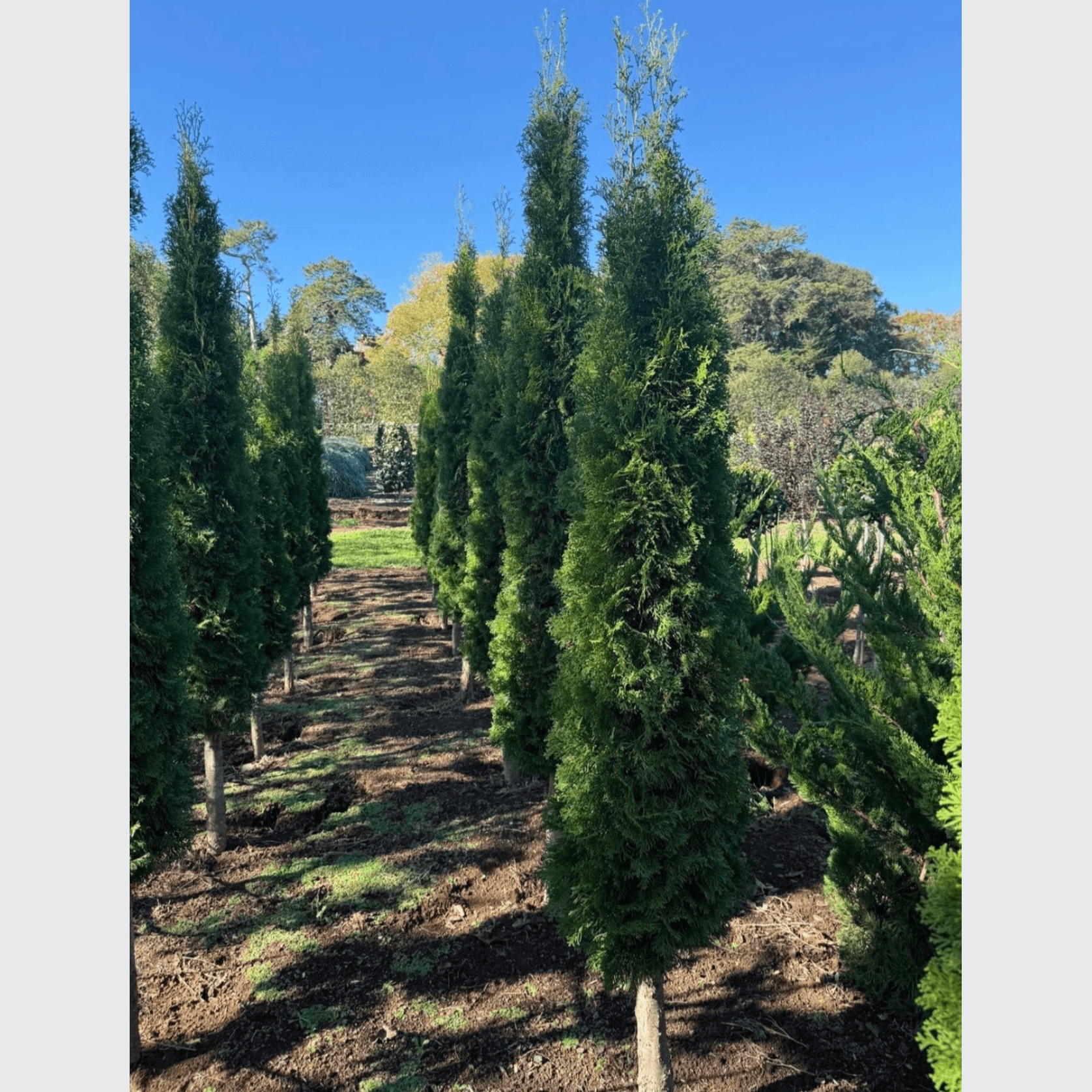 Thuya Smaragd – Column gallery detail image