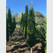 Thuya Smaragd – Column gallery detail image