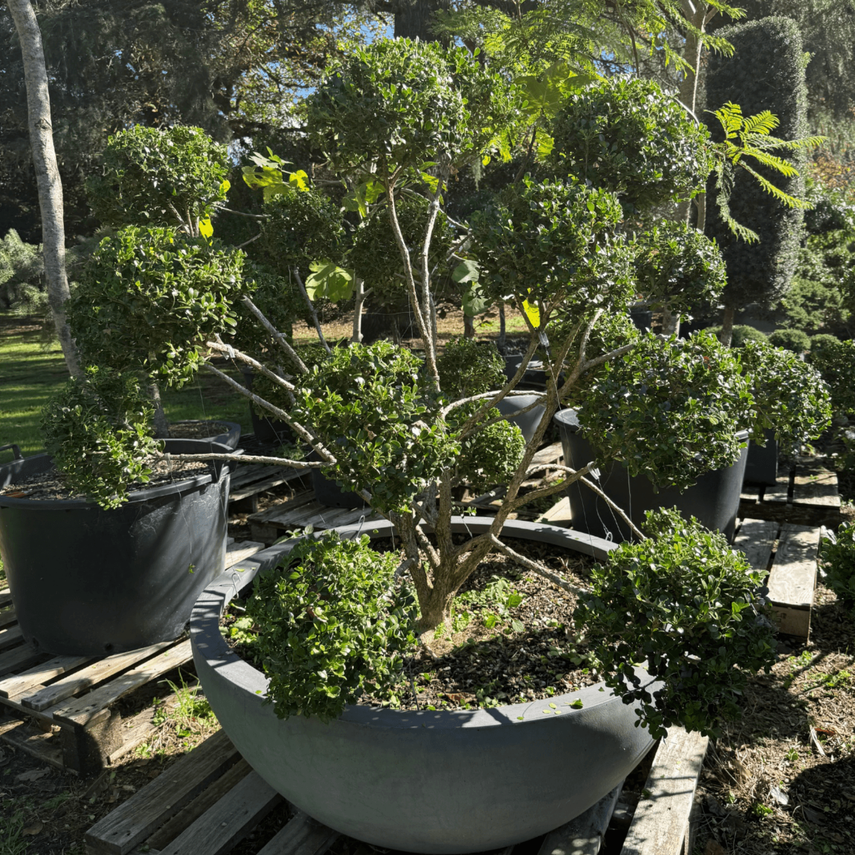 Buxus Microphylla – Cloud gallery detail image