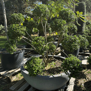 Buxus Microphylla – Cloud gallery detail image