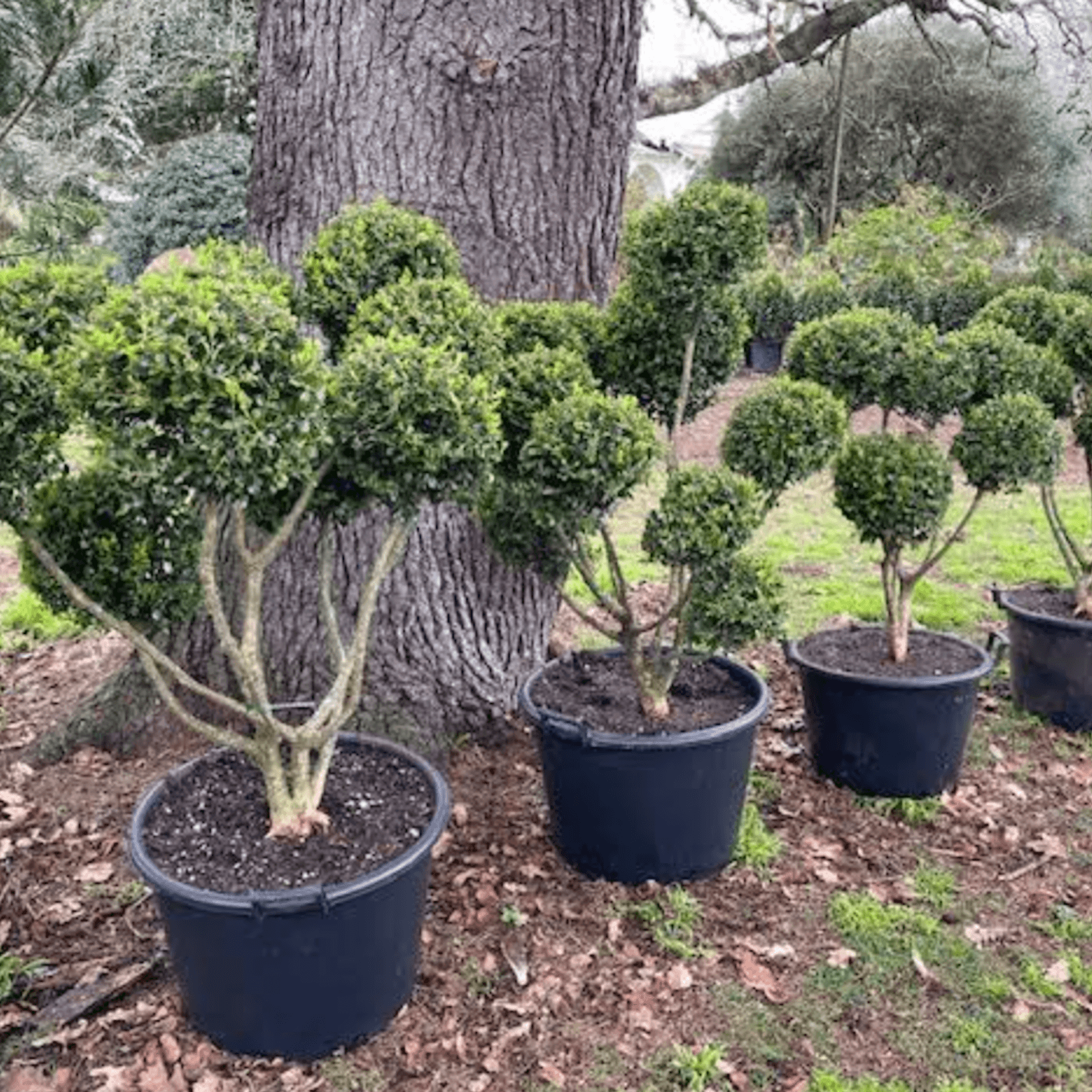 Buxus Microphylla – Clouds gallery detail image