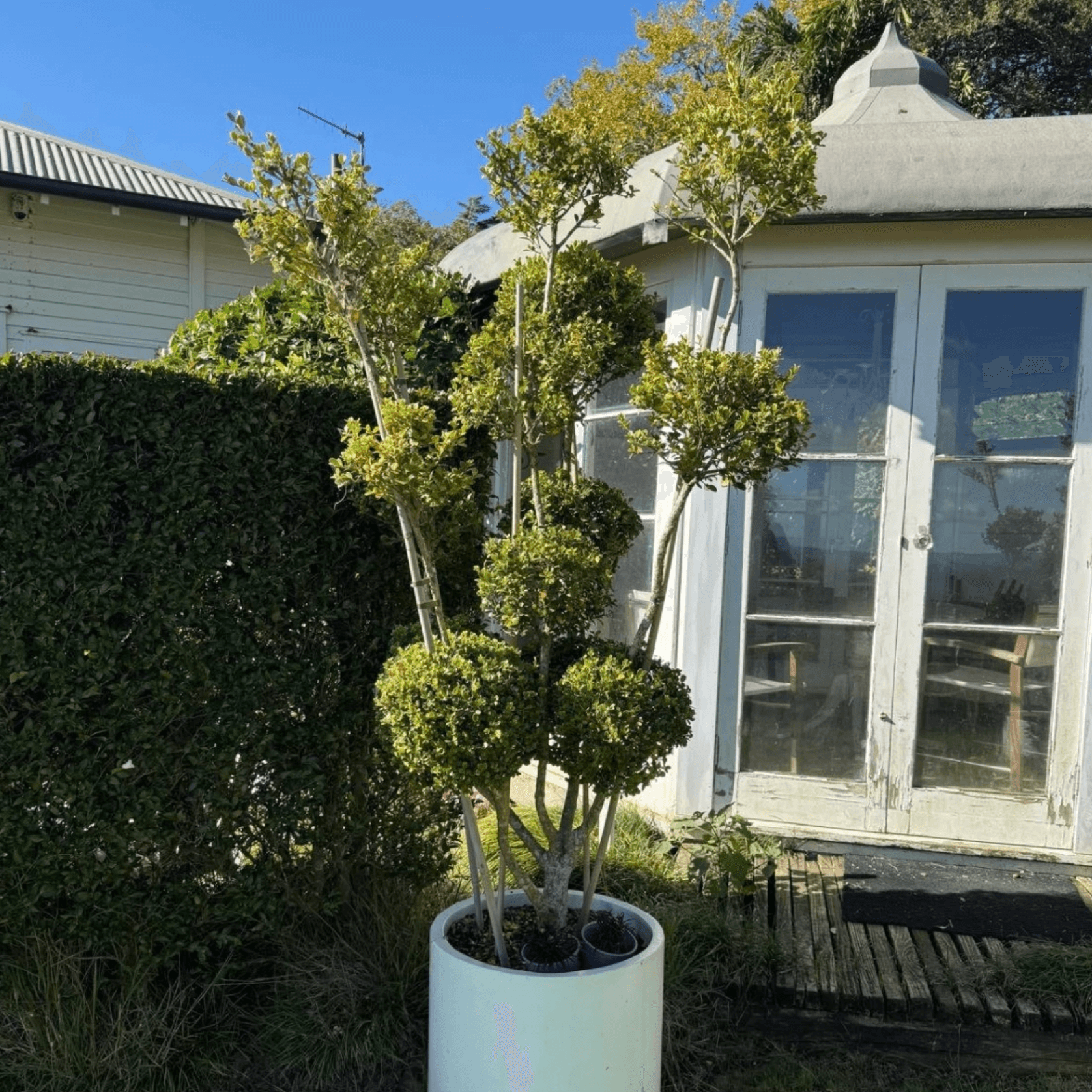 Buxus Microphylla – Multi-Stem gallery detail image
