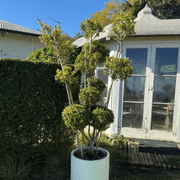 Buxus Microphylla – Multi-Stem gallery detail image