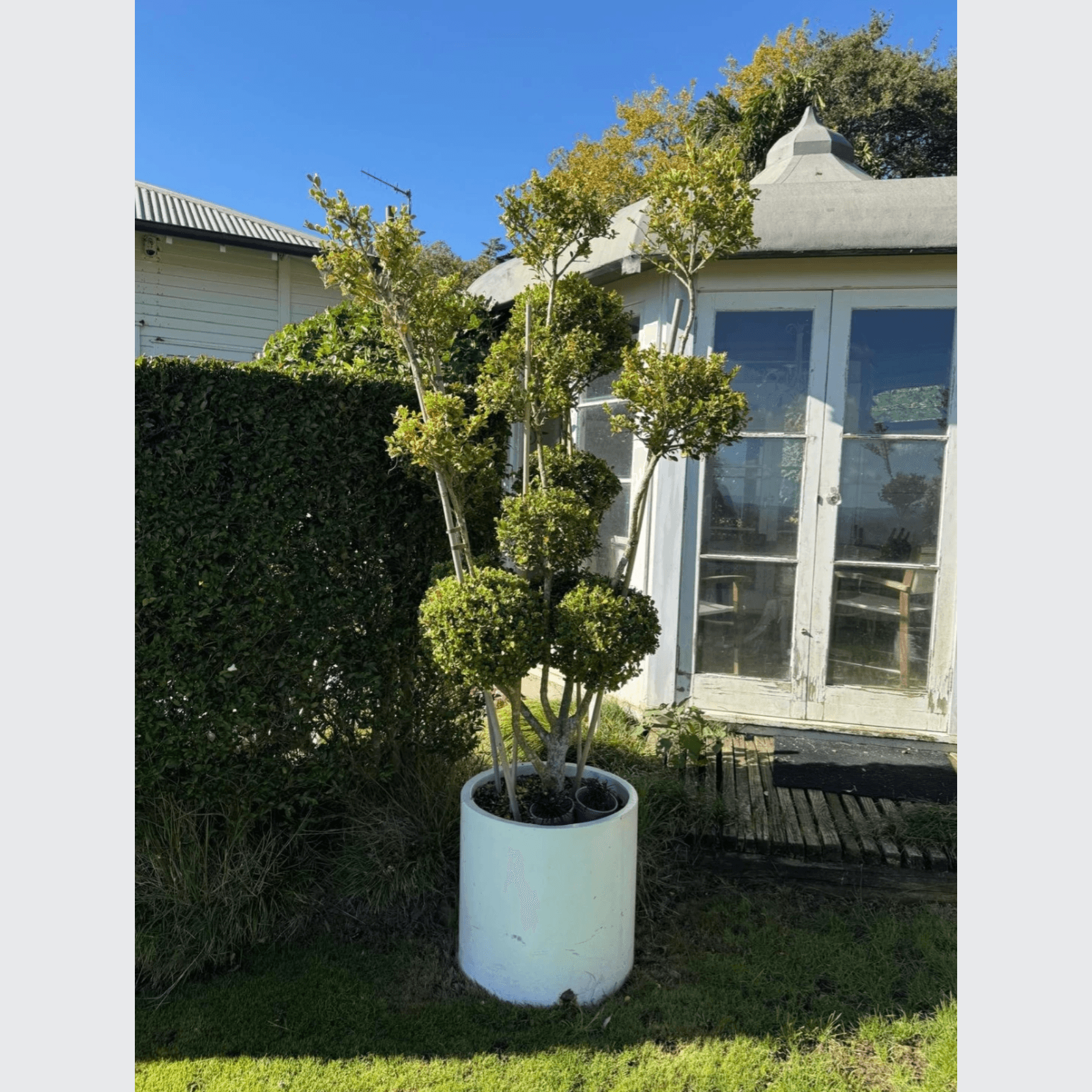 Buxus Microphylla – Multi-Stem gallery detail image