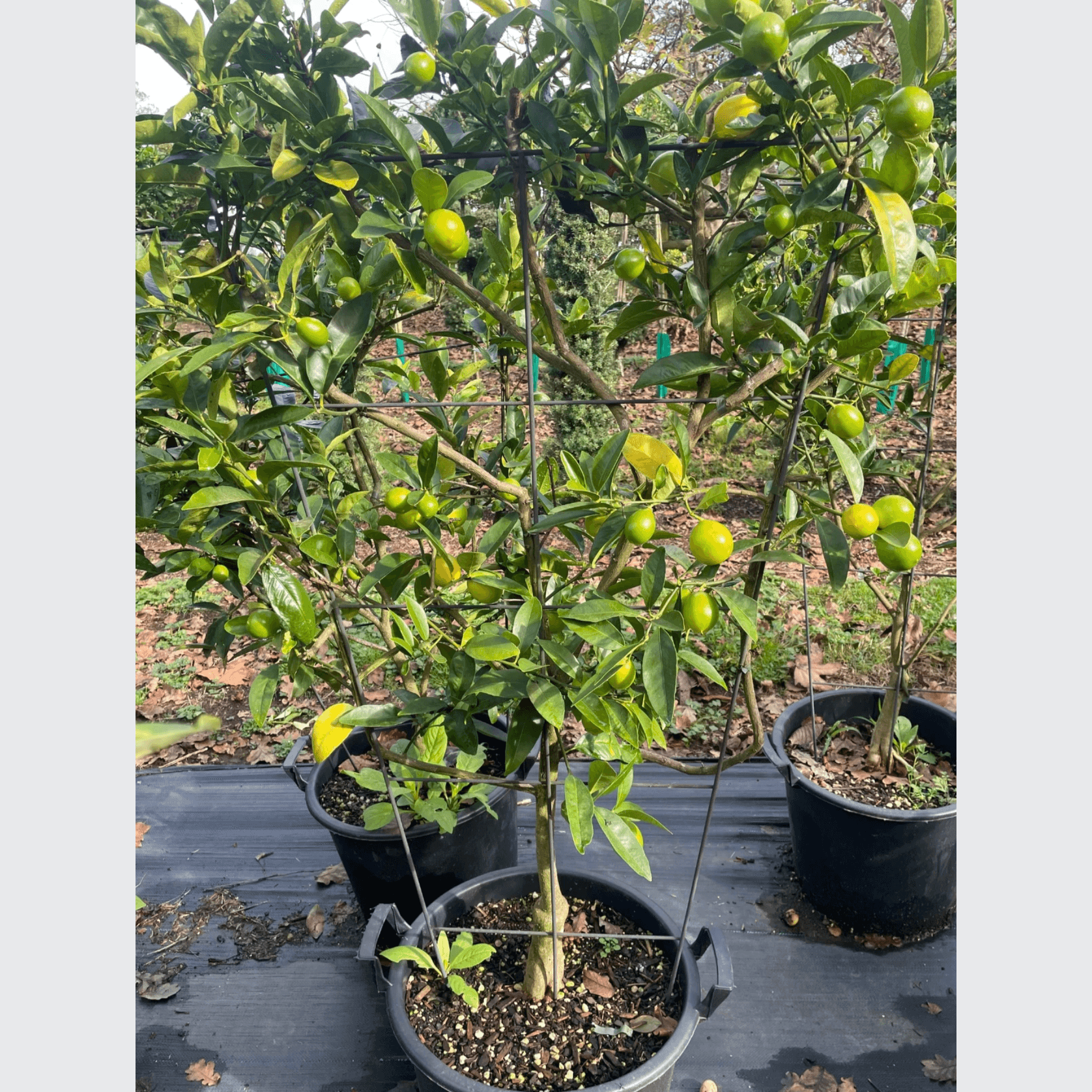 Citrus Lime Cocktail – Espaliered gallery detail image