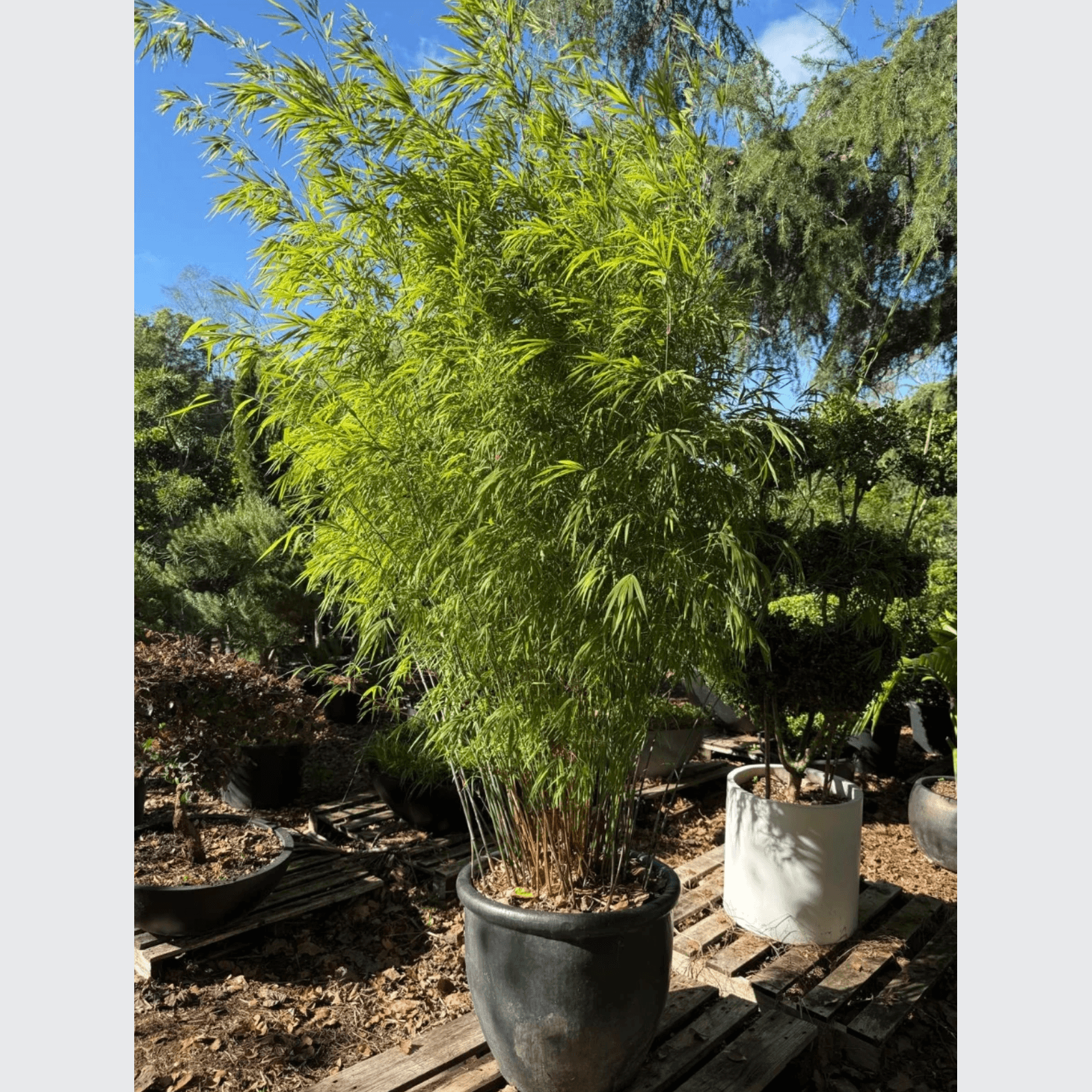 Bambusa Gracilis – Fairy Bamboo gallery detail image