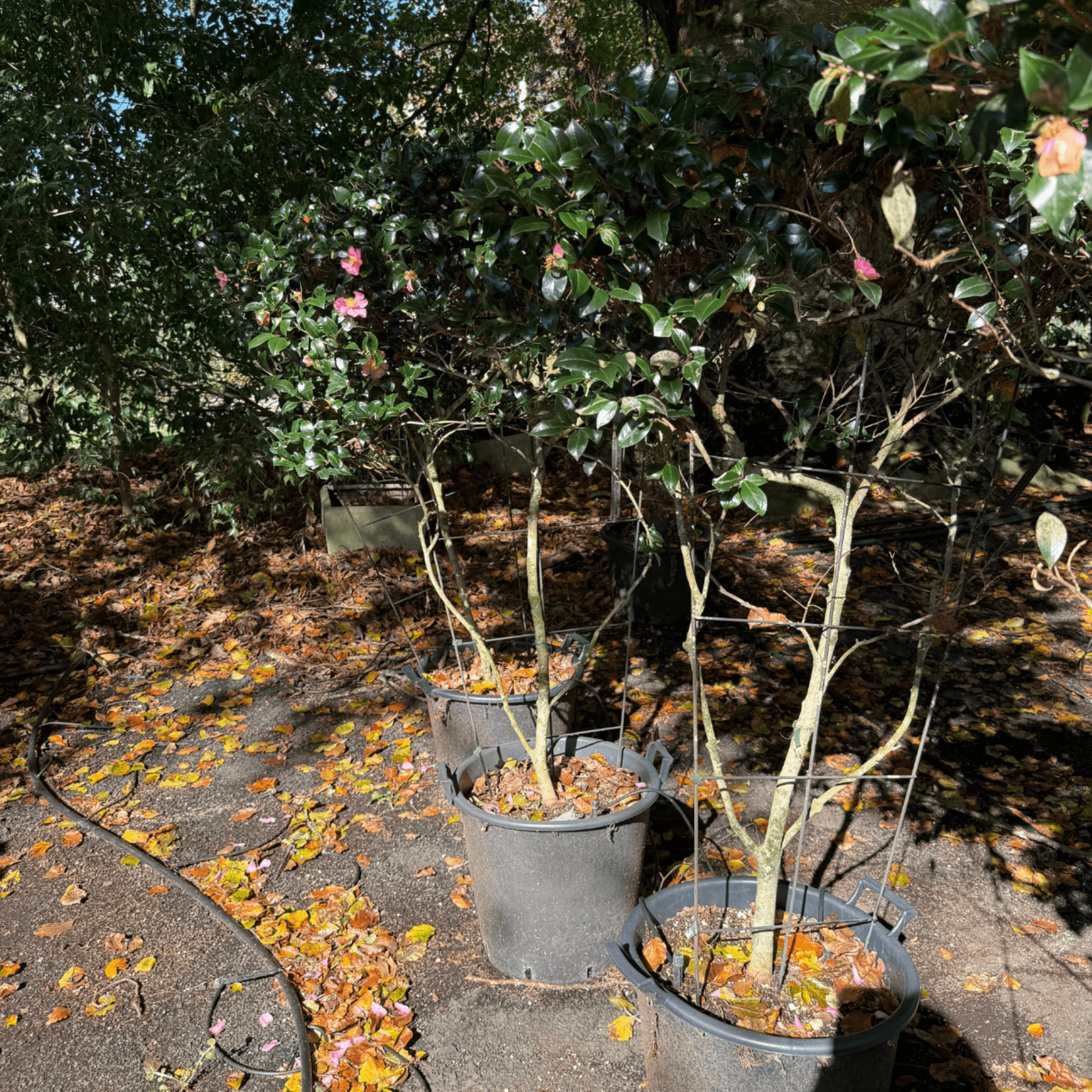 Camellia Tanya – Espaliered gallery detail image