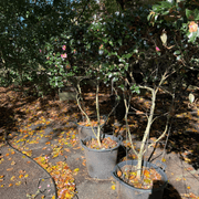 Camellia Tanya – Espaliered gallery detail image