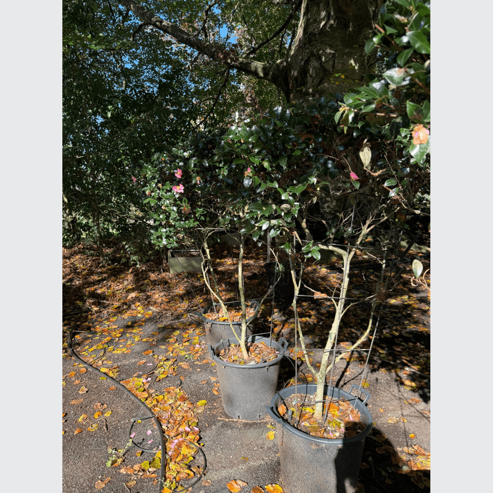 Camellia Tanya – Espaliered gallery detail image