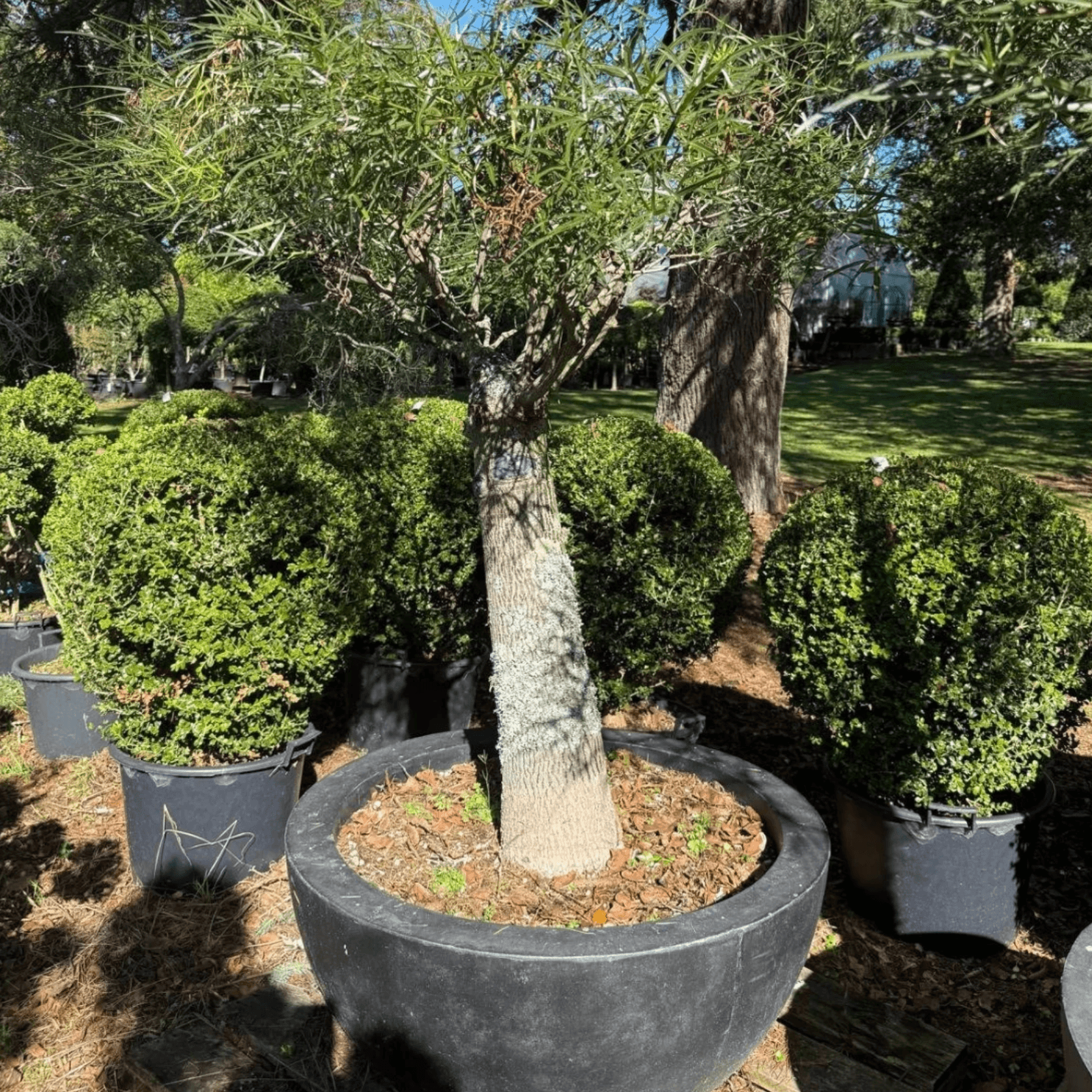Queensland Bottle Tree – Bonsai Style gallery detail image