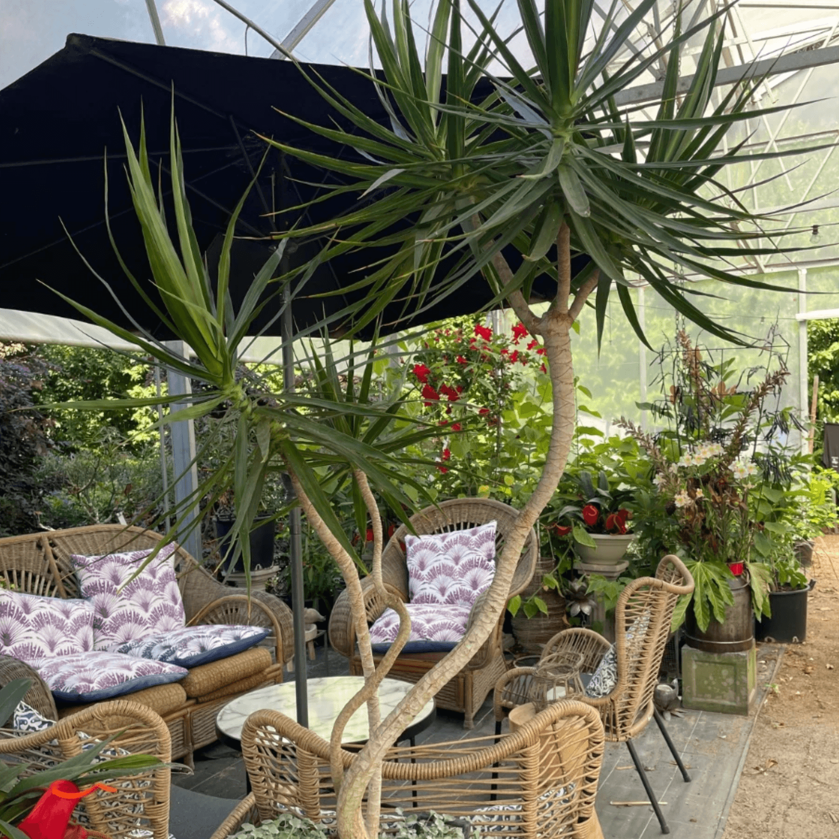 Dracena Marginata - Abstract gallery detail image