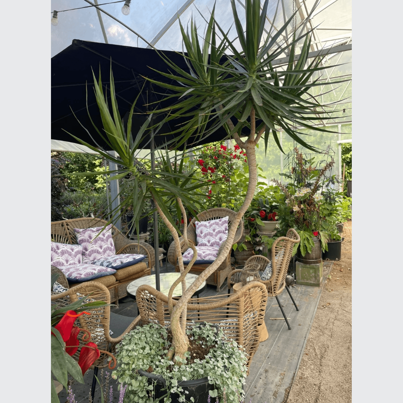 Dracena Marginata - Abstract gallery detail image