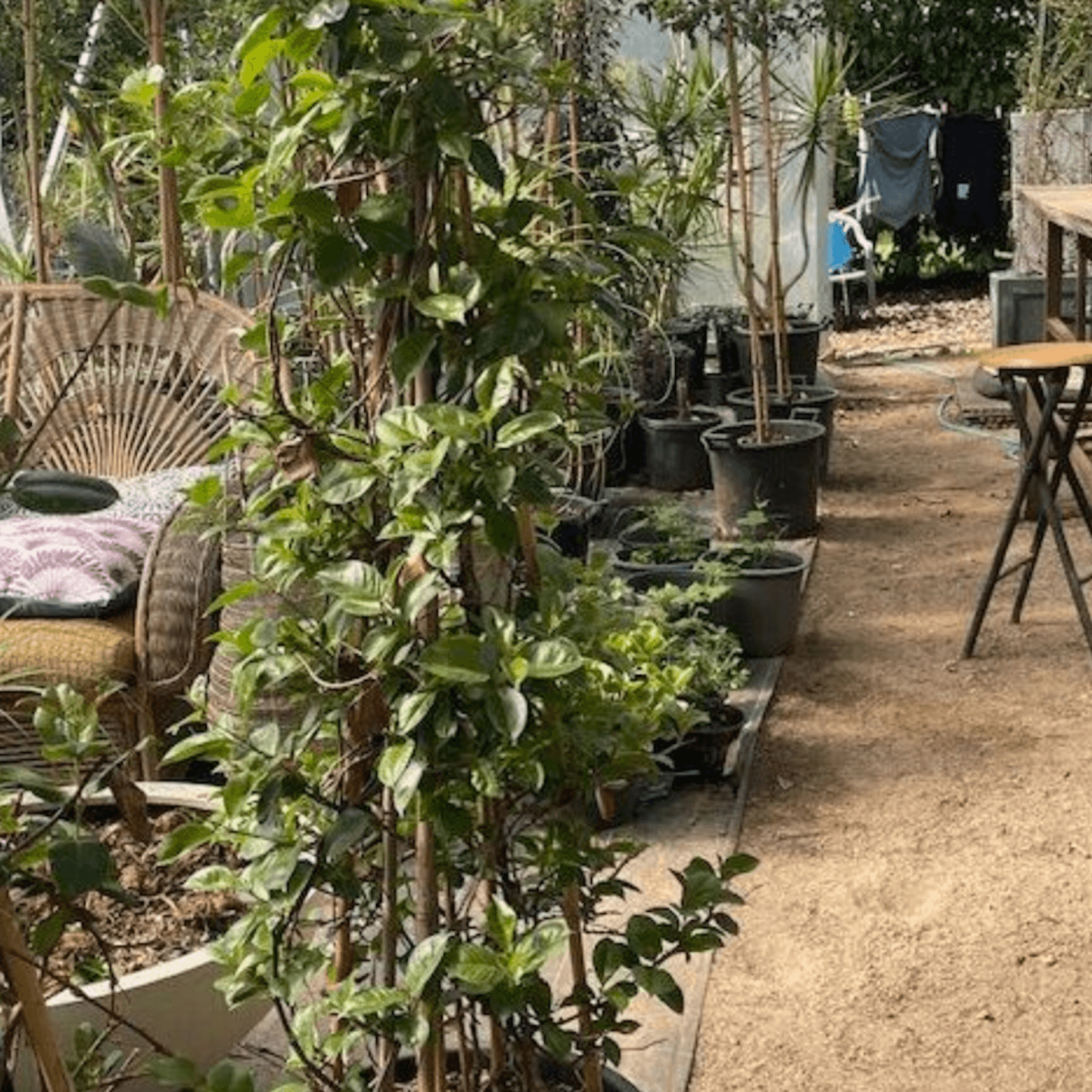 Mandevilla Aloha gallery detail image