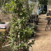 Mandevilla Aloha gallery detail image