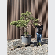 Cloud Tree gallery detail image