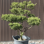 Cloud Tree gallery detail image