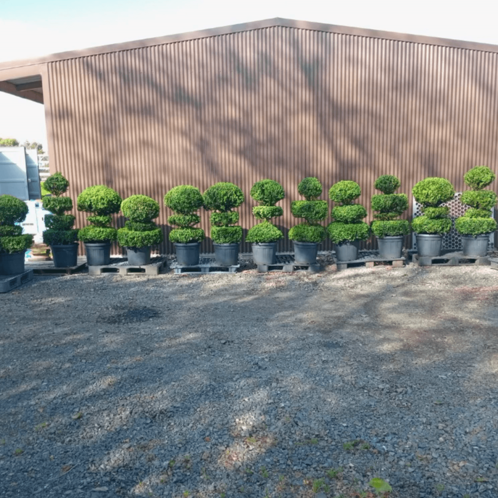 Multi Ball Topiaries gallery detail image