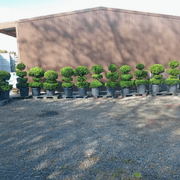 Multi Ball Topiaries gallery detail image