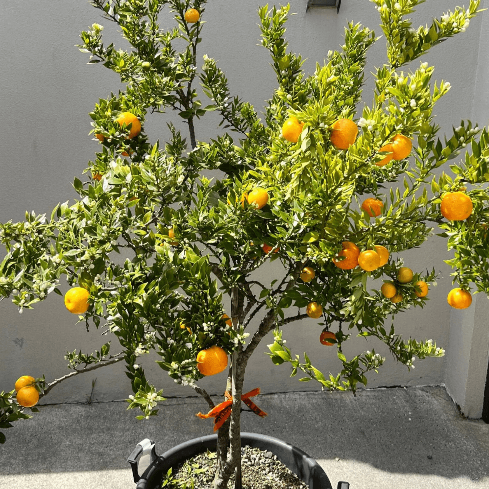 Citrus Chinotto gallery detail image