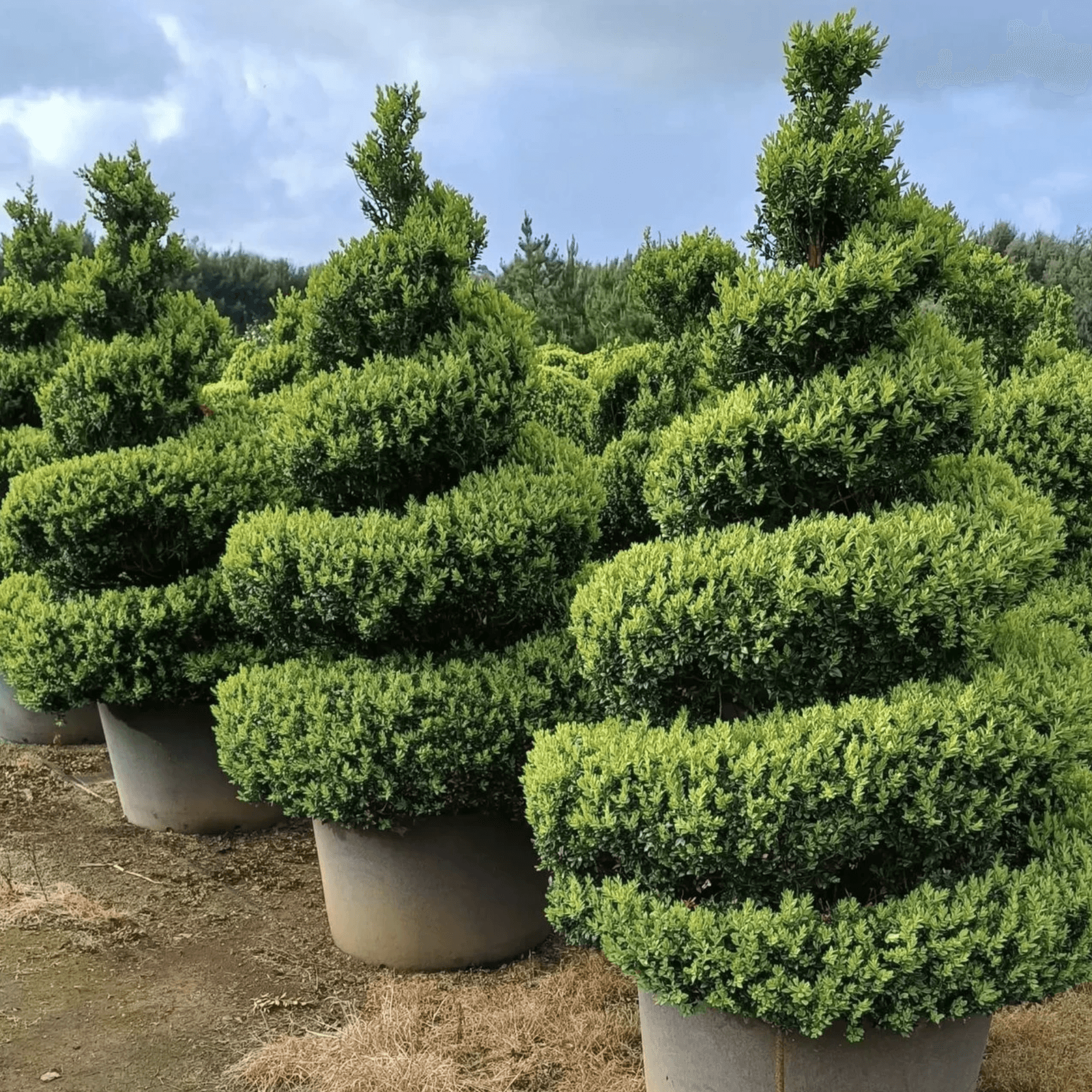 Twists & Spirals Topiary gallery detail image